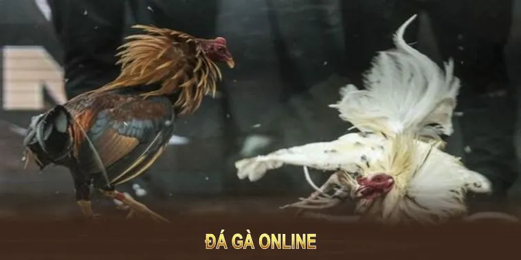 Bí Quyết Cách Chơi Đá Gà WS168 Tại MMLIVE Tăng Tỷ Lệ Thắng