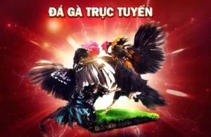 Hướng Dẫn Cách Chơi Đá Gà 3D Tại MMLIVE Hiệu Quả Nhất